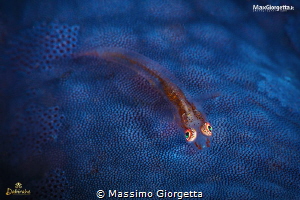 trasparence goby up blue sea star by Massimo Giorgetta 